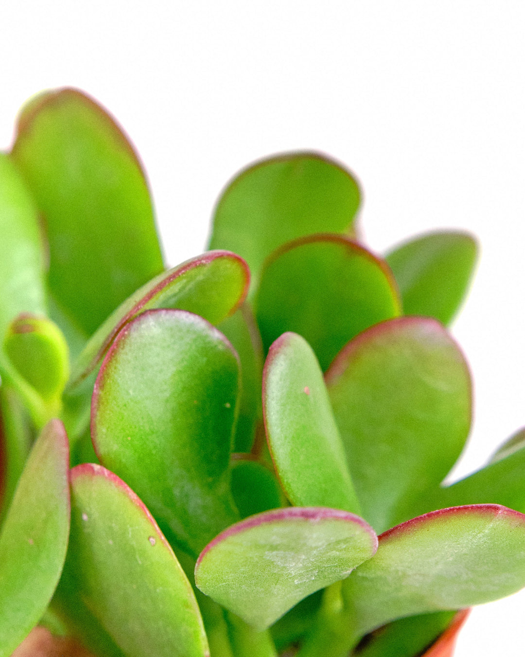 Crassula Ovata &