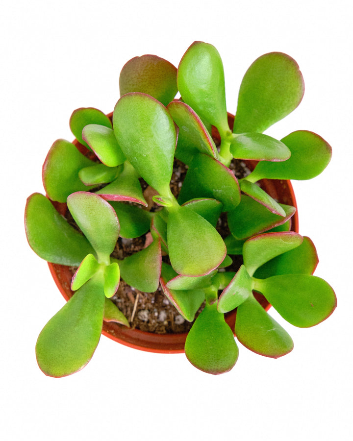Crassula Ovata &