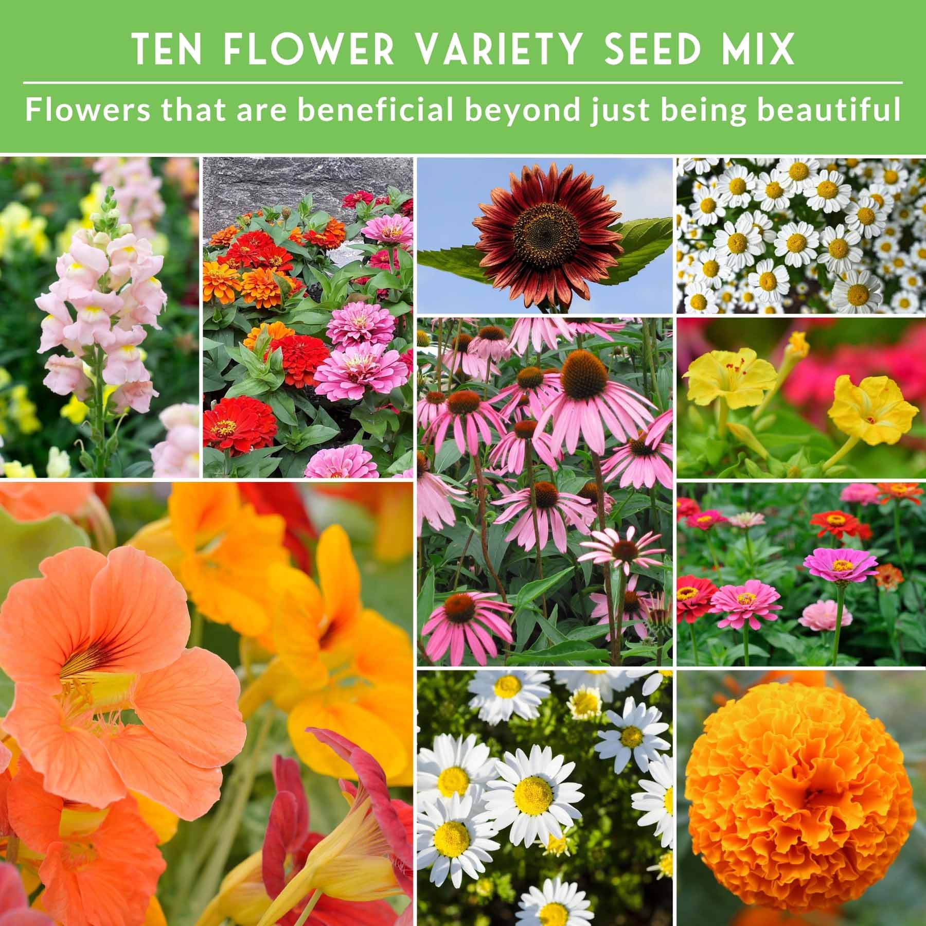 10 Flower Seed Collection - 10 Colorful & Useful Flower Varieties