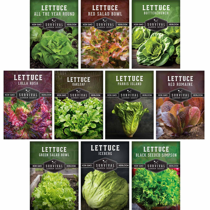 10 Lettuce Seed Collection – Looseleaf, Romaine, Butterhead &amp; Crisphead Varieties for Year-Round Salad Harvests