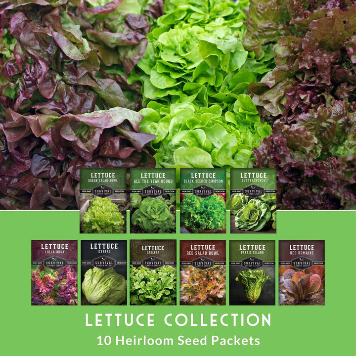 10 Lettuce Seed Collection – Looseleaf, Romaine, Butterhead &amp; Crisphead Varieties for Year-Round Salad Harvests