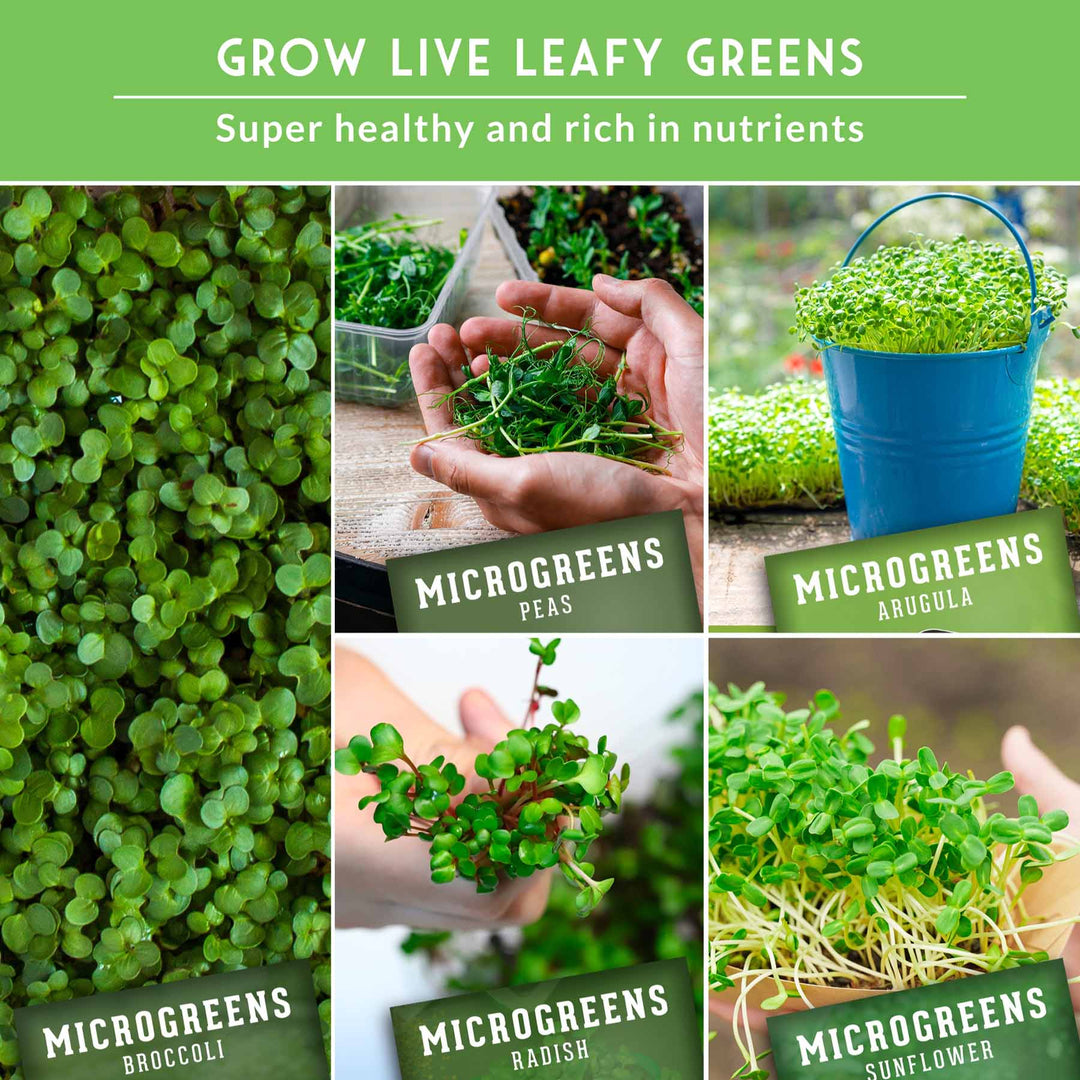 10-Variety Heirloom Microgreen Seed Pack – Non-GMO Seeds for Indoor Growing, Sprouting &amp; Year-Round Nutrition