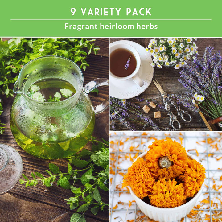 Medicinal Tea Herb Seeds Collection – 9 Heirloom Non-GMO Herbs for Calming Teas, Wellness &amp; Home Apothecary Gardens (Chamomile, Lavender, Peppermint, Sage &amp; More)