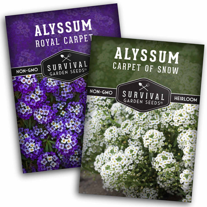 Alyssum Seed Collection – Royal Carpet &amp; Carpet of Snow for Fragrant, Pollinator-Friendly Groundcover