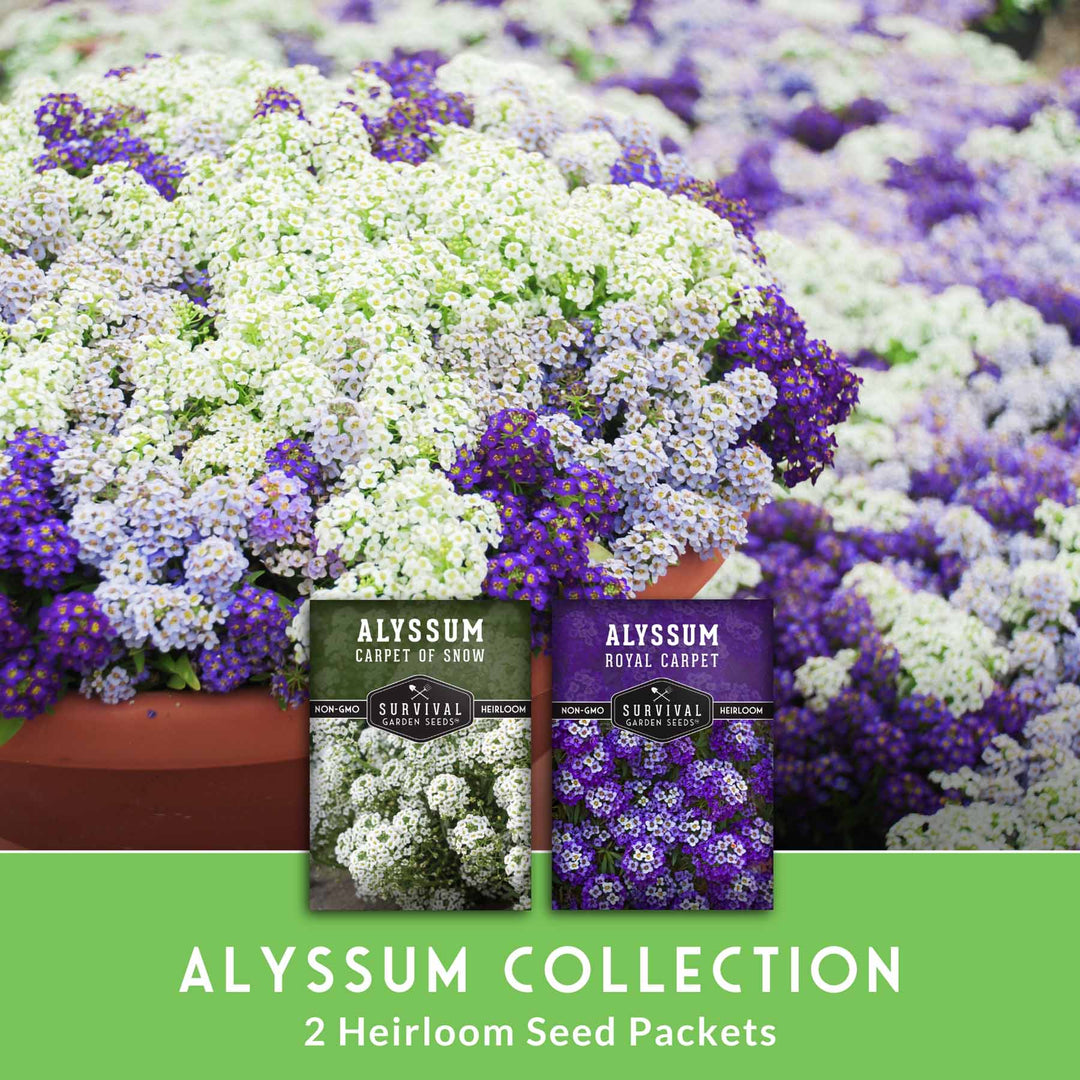 Alyssum Seed Collection – Royal Carpet &amp; Carpet of Snow for Fragrant, Pollinator-Friendly Groundcover