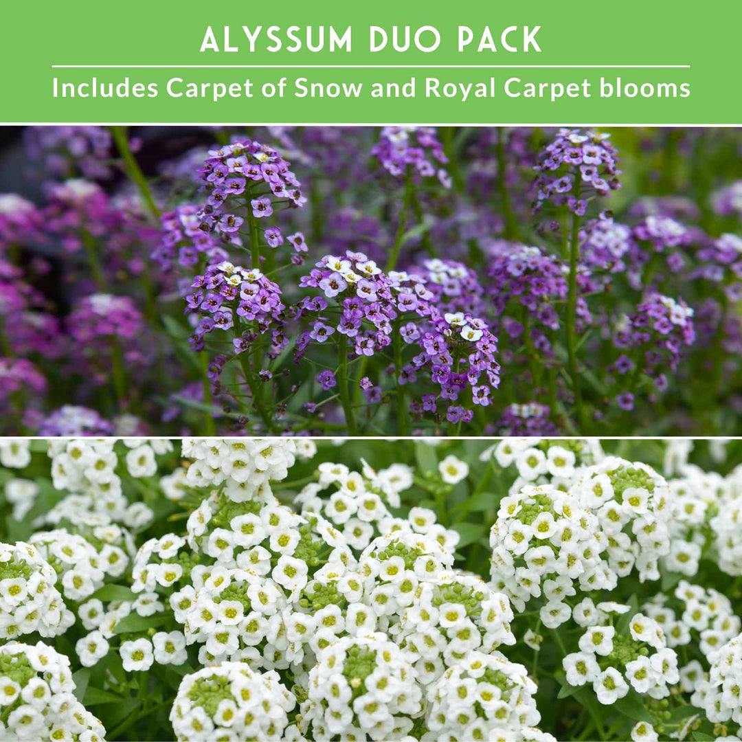 Alyssum Seed Collection – Royal Carpet &amp; Carpet of Snow for Fragrant, Pollinator-Friendly Groundcover
