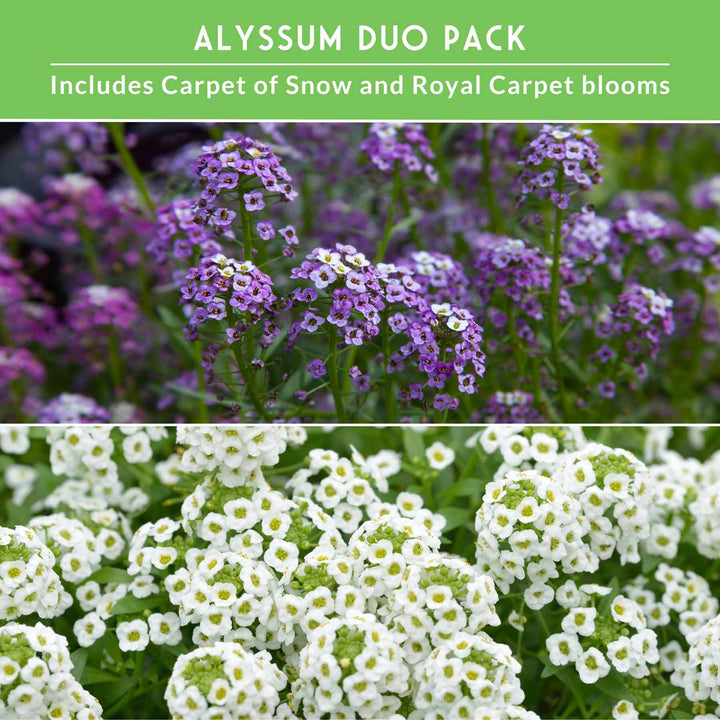 Alyssum Seed Collection – Royal Carpet &amp; Carpet of Snow for Fragrant, Pollinator-Friendly Groundcover