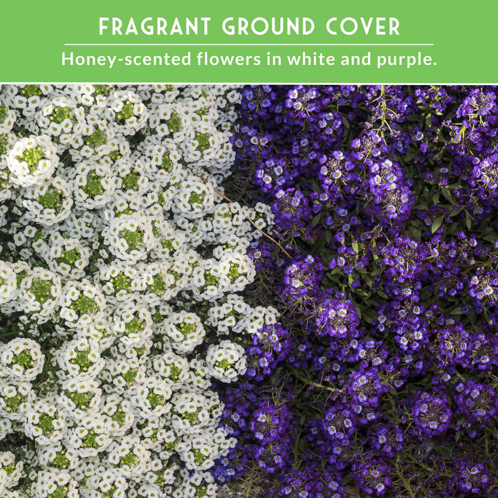 Alyssum Seed Collection – Royal Carpet &amp; Carpet of Snow for Fragrant, Pollinator-Friendly Groundcover