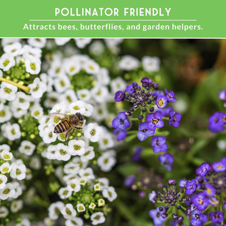 Alyssum Seed Collection – Royal Carpet &amp; Carpet of Snow for Fragrant, Pollinator-Friendly Groundcover