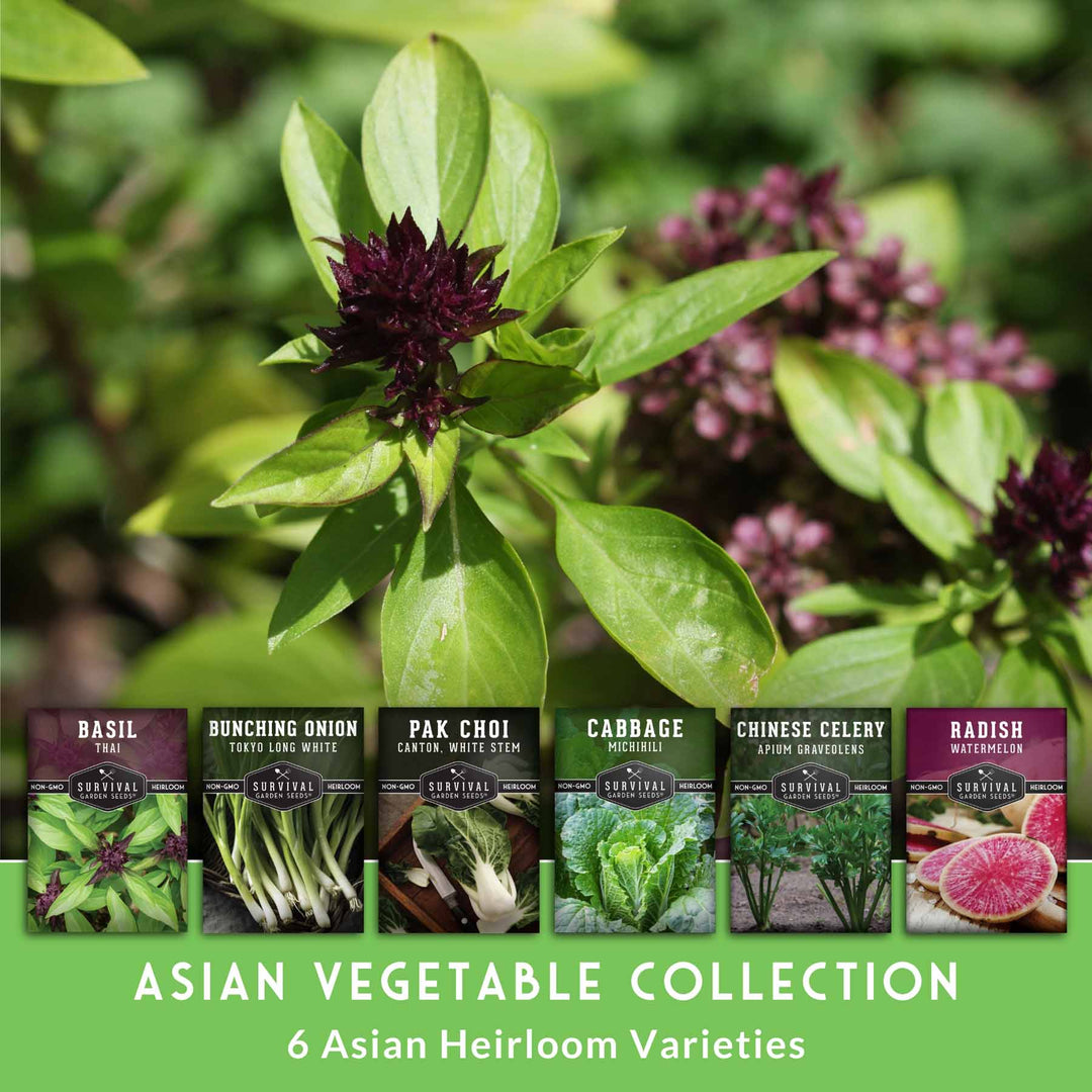 Asian Vegetable Seed Collection – 6 Heirloom, Non-GMO Varieties for Stir-Fries, Soups &amp; Authentic Home Cooking