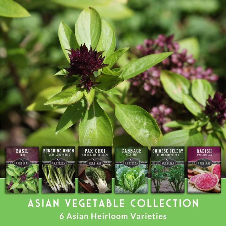 Asian Vegetable Seed Collection – 6 Heirloom, Non-GMO Varieties for Stir-Fries, Soups &amp; Authentic Home Cooking