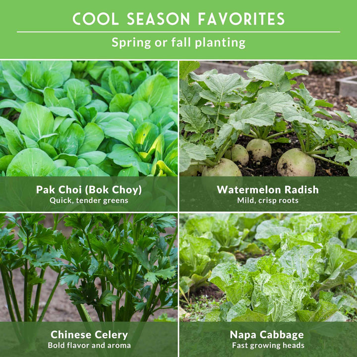 Asian Vegetable Seed Collection – 6 Heirloom, Non-GMO Varieties for Stir-Fries, Soups &amp; Authentic Home Cooking