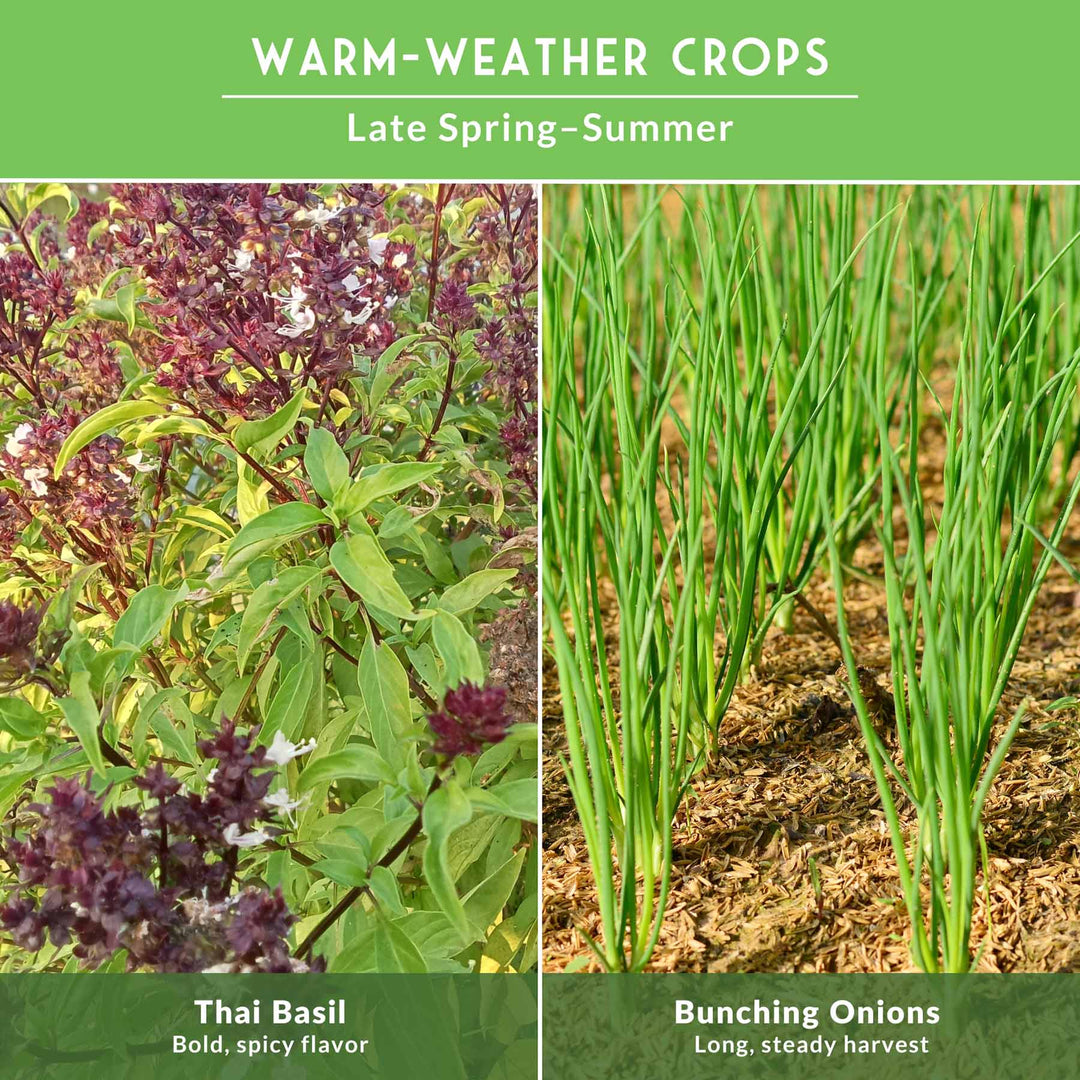 Asian Vegetable Seed Collection – 6 Heirloom, Non-GMO Varieties for Stir-Fries, Soups &amp; Authentic Home Cooking