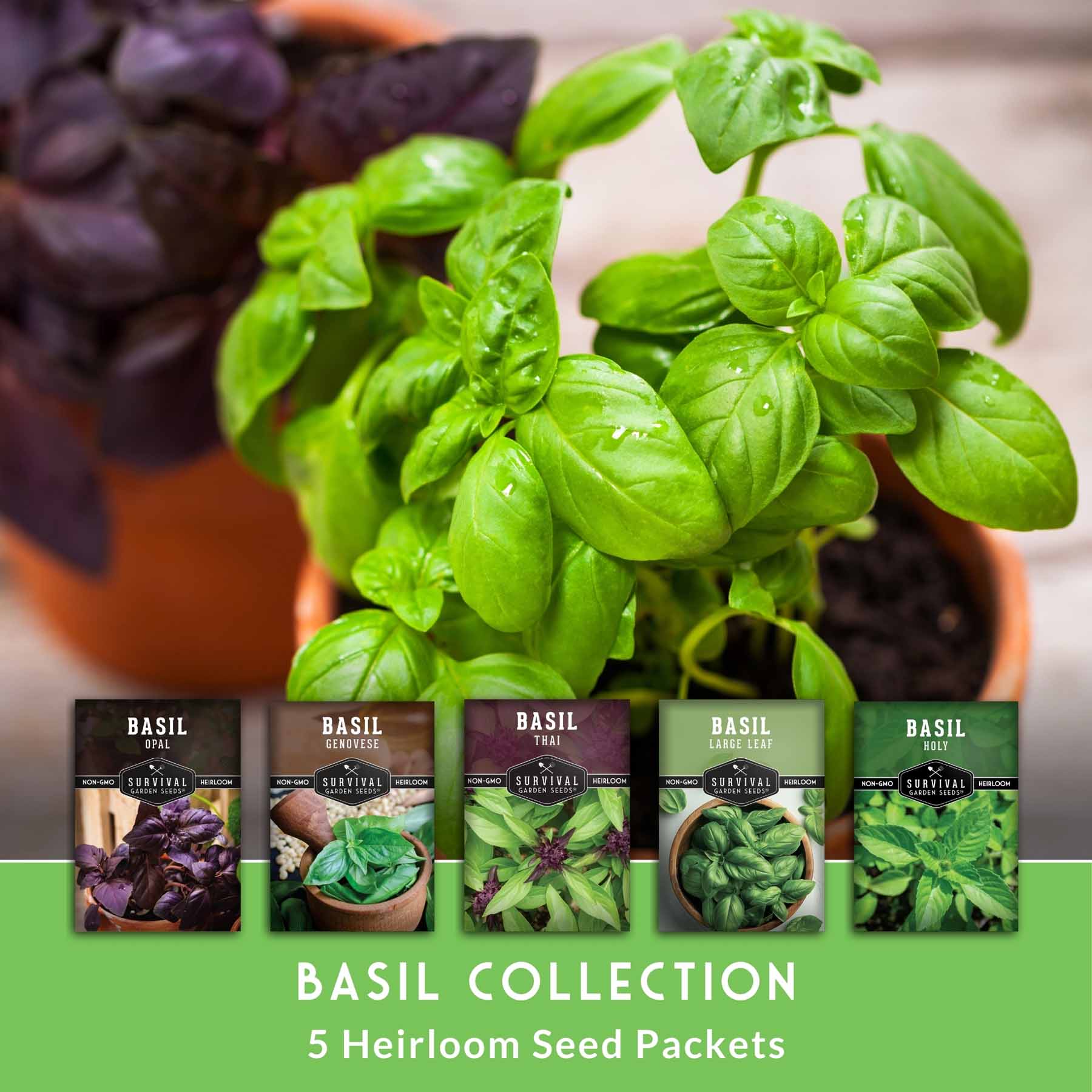 5 Basil Seed Collection – Genovese, Holy (Tulsi), Large Leaf, Opal & Thai Basil Seeds for Culinary and Herbal Gardens