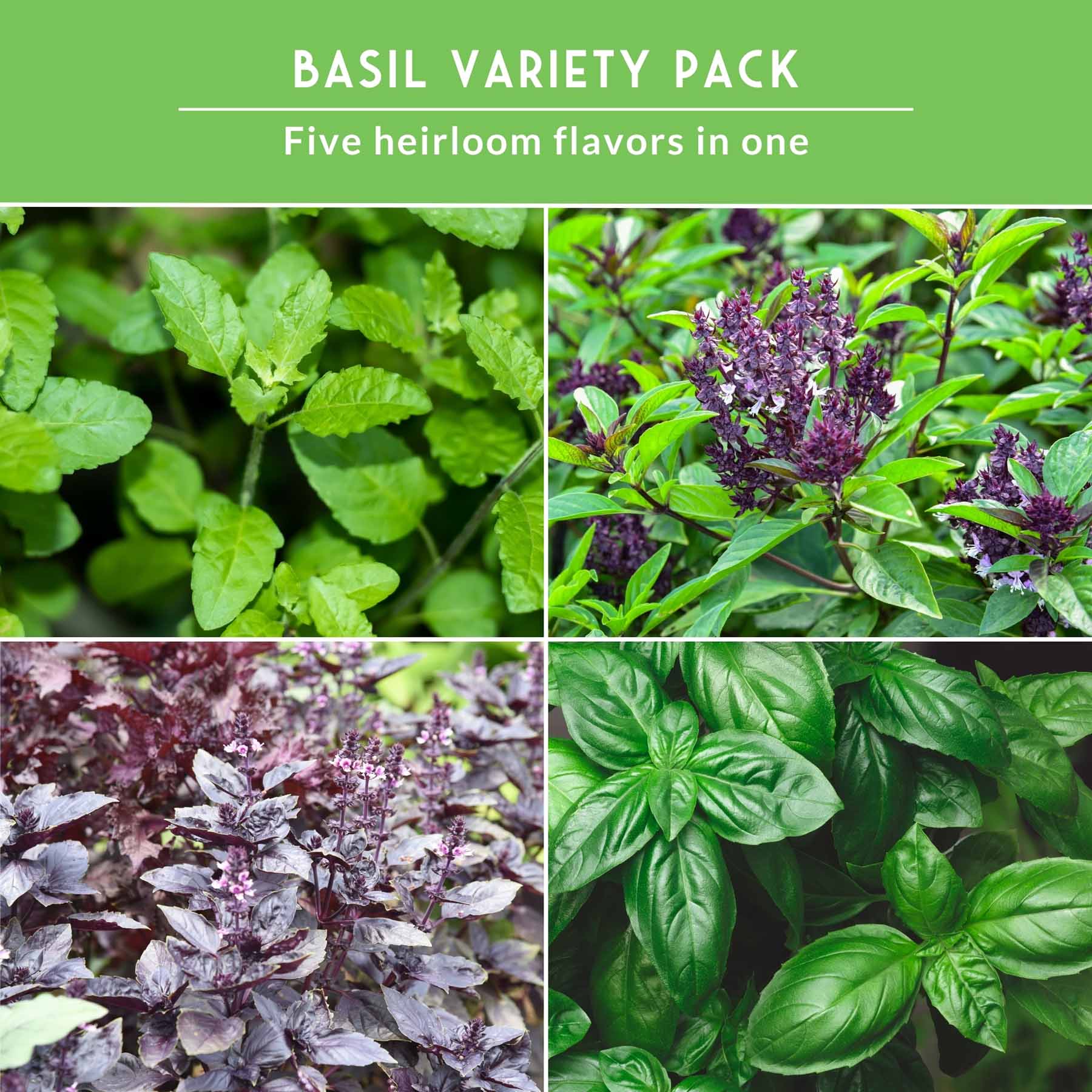 5 Basil Seed Collection – Genovese, Holy (Tulsi), Large Leaf, Opal & Thai Basil Seeds for Culinary and Herbal Gardens
