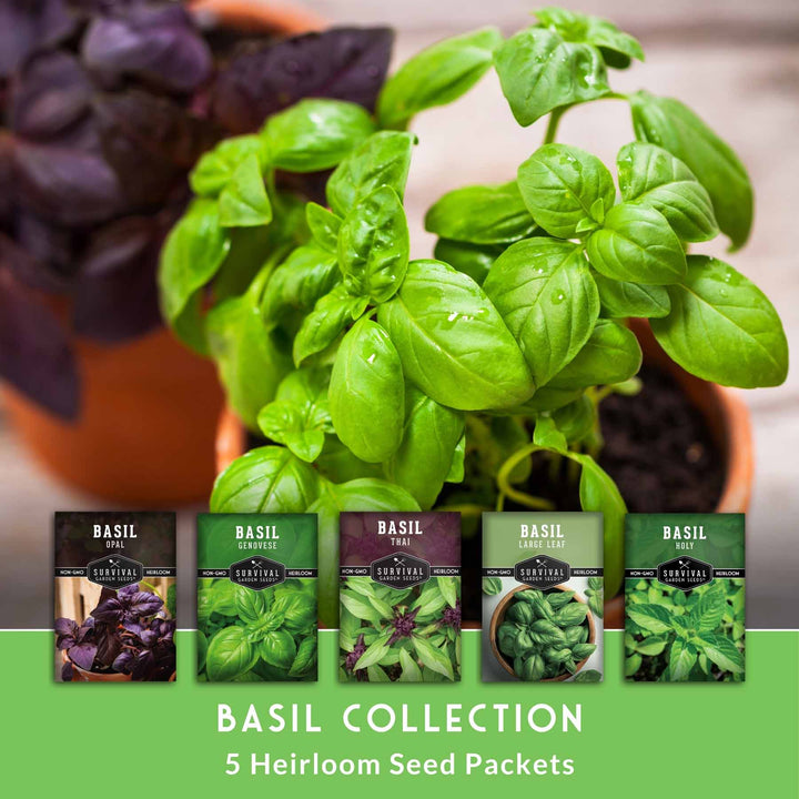 5 Basil Seed Collection – Genovese, Holy (Tulsi), Large Leaf, Opal &amp; Thai Basil Seeds for Culinary and Herbal Gardens