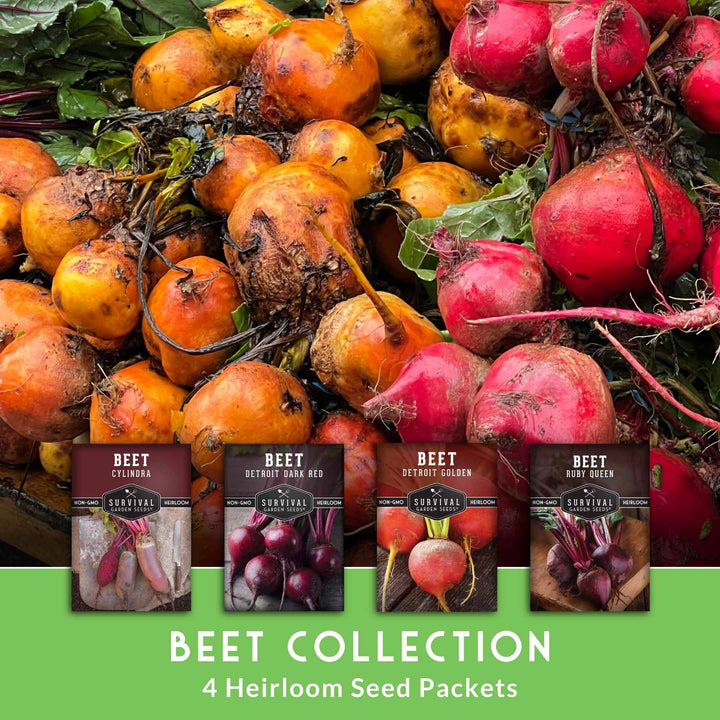 Beet Seed Collection – Cylindra, Ruby Queen, Detroit Dark Red &amp; Golden Beets