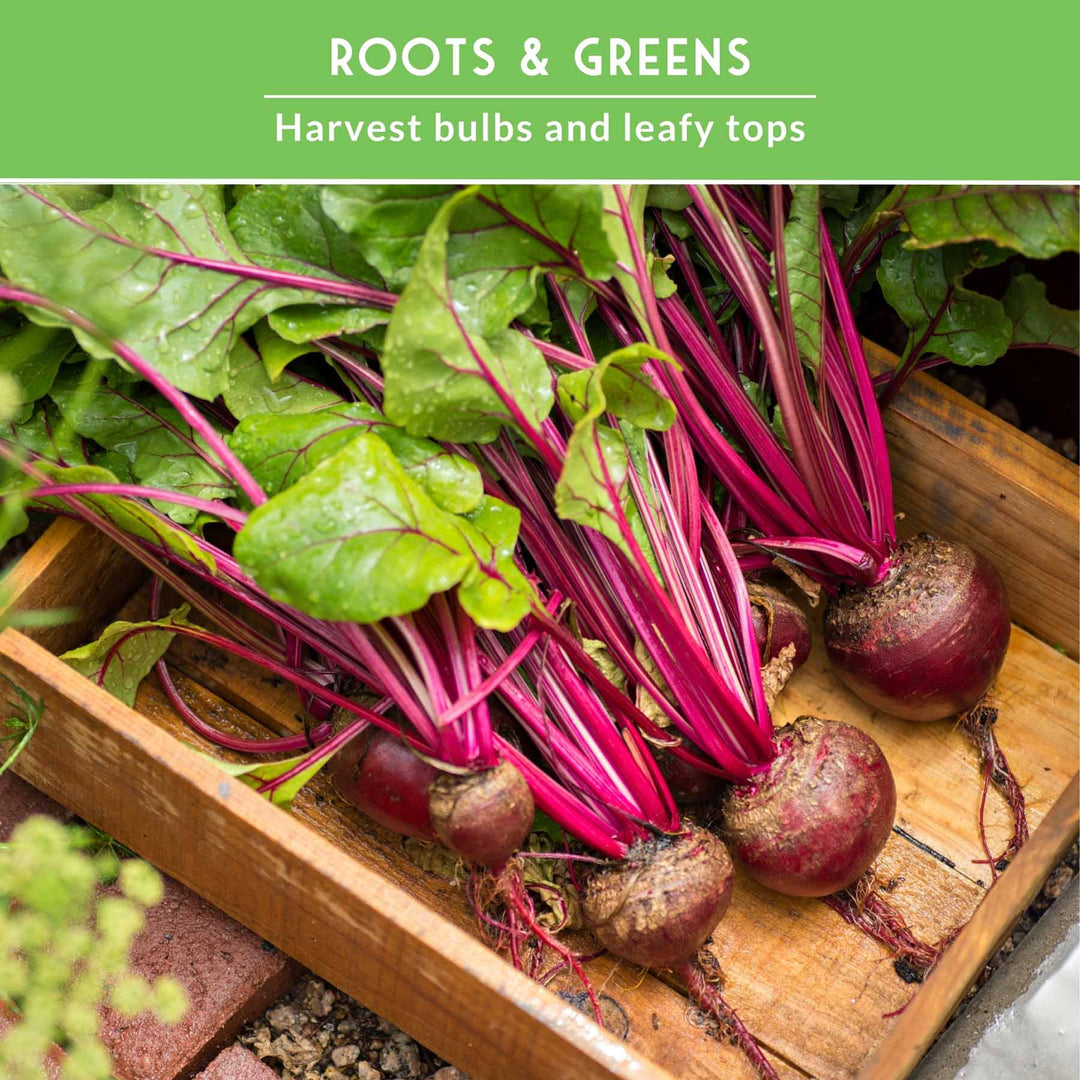Beet Seed Collection – Cylindra, Ruby Queen, Detroit Dark Red &amp; Golden Beets