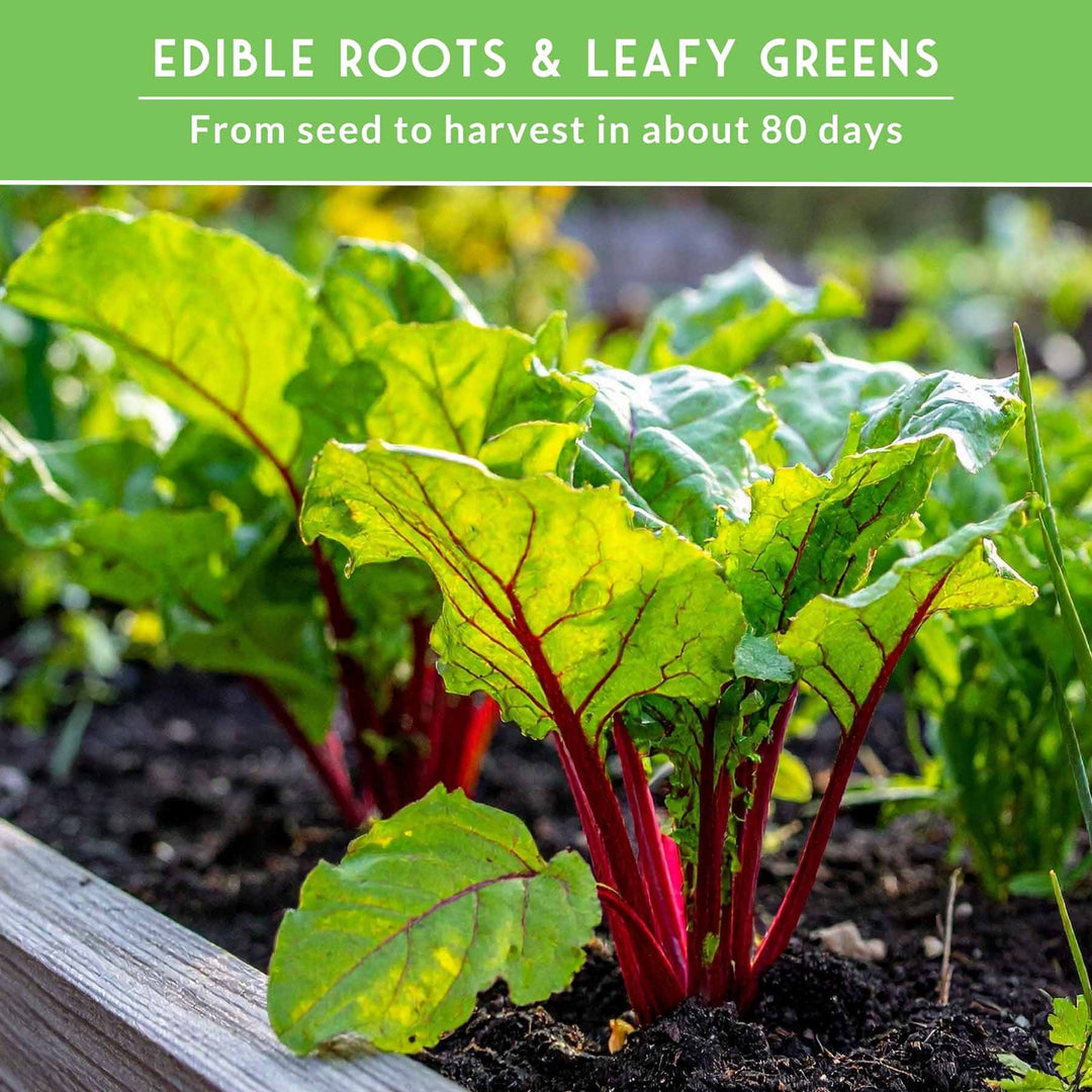 Beet Seed Collection – Cylindra, Ruby Queen, Detroit Dark Red &amp; Golden Beets