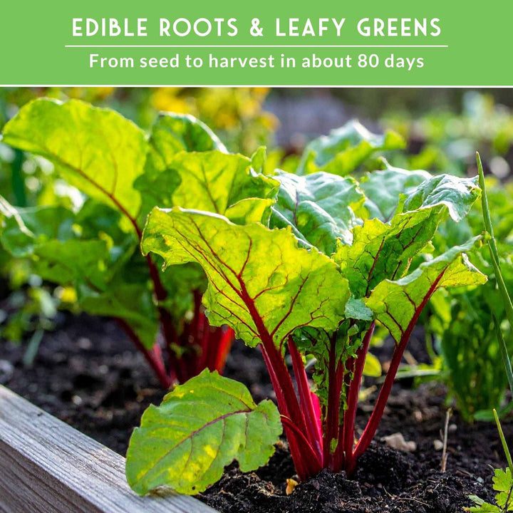 Beet Seed Collection – Cylindra, Ruby Queen, Detroit Dark Red &amp; Golden Beets