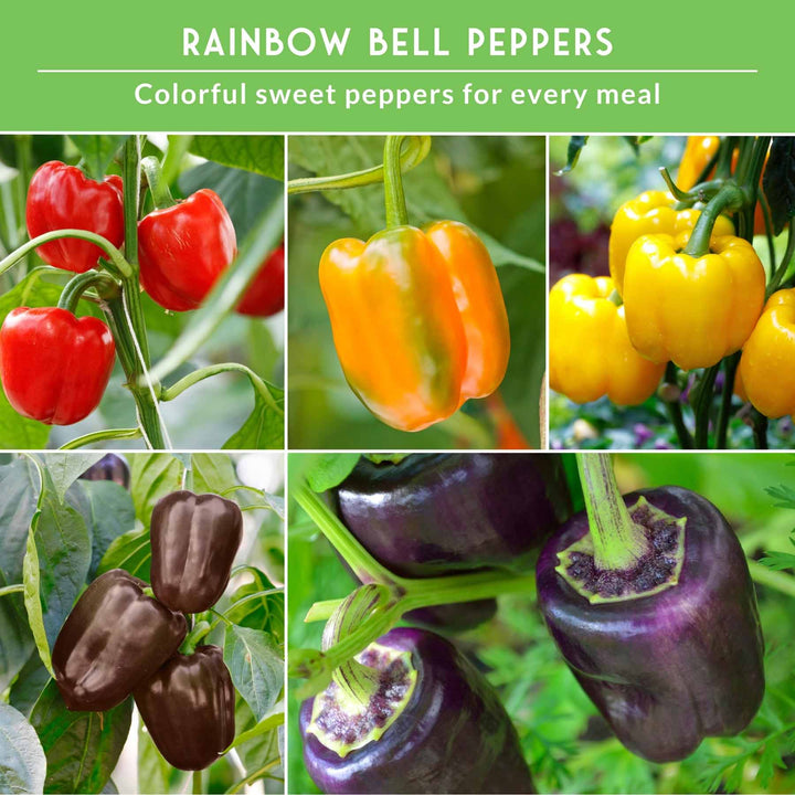 Heirloom Bell Pepper Seed Collection – Non-GMO Sweet Peppers, 5 Colors
