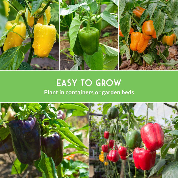 Heirloom Bell Pepper Seed Collection – Non-GMO Sweet Peppers, 5 Colors
