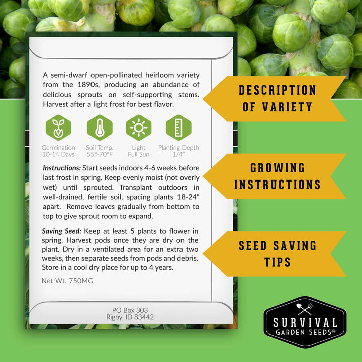 Brussels Sprouts Seed Collection – Red, Catskill &amp; Long Island Improved Heirlooms for Cool-Season Harvests
