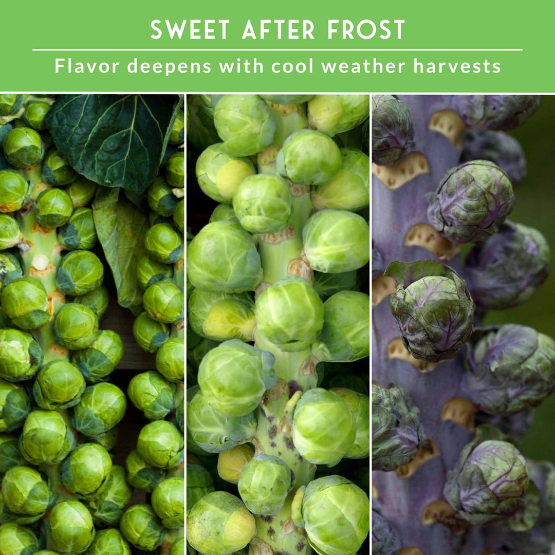 Brussels Sprouts Seed Collection – Red, Catskill &amp; Long Island Improved Heirlooms for Cool-Season Harvests