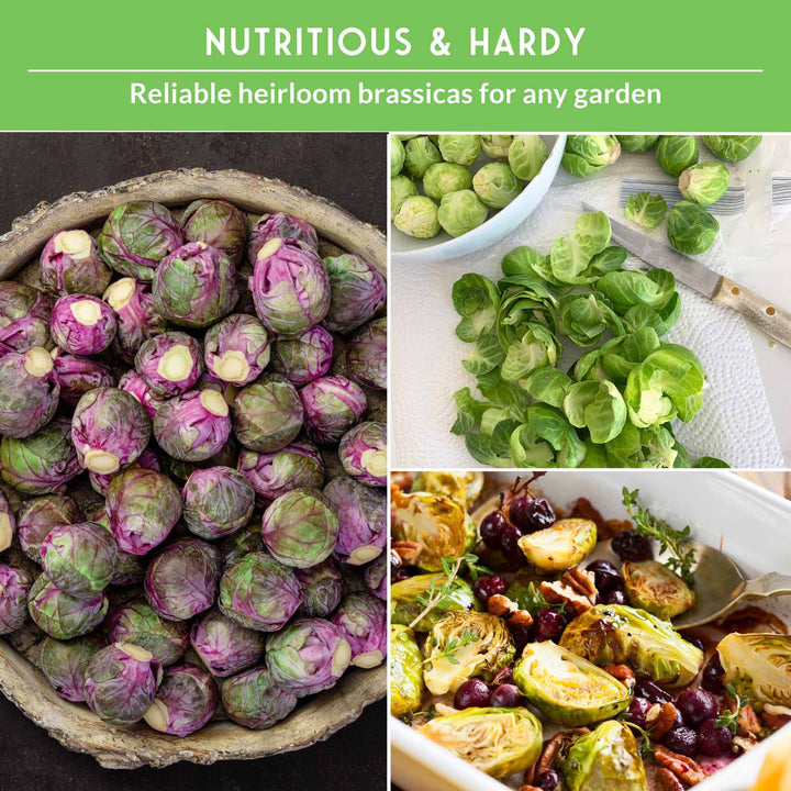 Brussels Sprouts Seed Collection – Red, Catskill &amp; Long Island Improved Heirlooms for Cool-Season Harvests