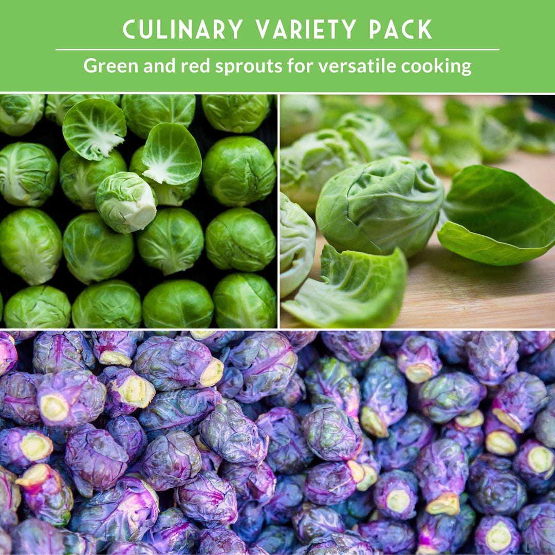 Brussels Sprouts Seed Collection – Red, Catskill &amp; Long Island Improved Heirlooms for Cool-Season Harvests