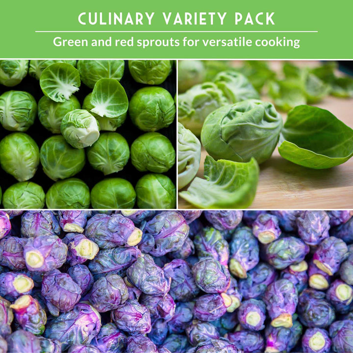 Brussels Sprouts Seed Collection – Red, Catskill &amp; Long Island Improved Heirlooms for Cool-Season Harvests