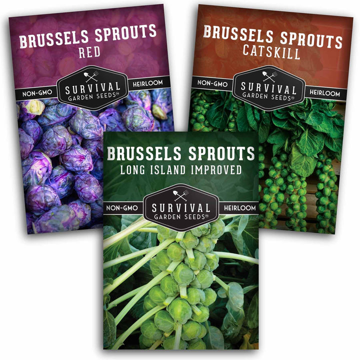 Brussels Sprouts Seed Collection – Red, Catskill &amp; Long Island Improved Heirlooms for Cool-Season Harvests