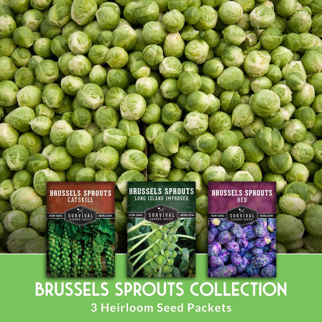 Brussels Sprouts Seed Collection – Red, Catskill &amp; Long Island Improved Heirlooms for Cool-Season Harvests