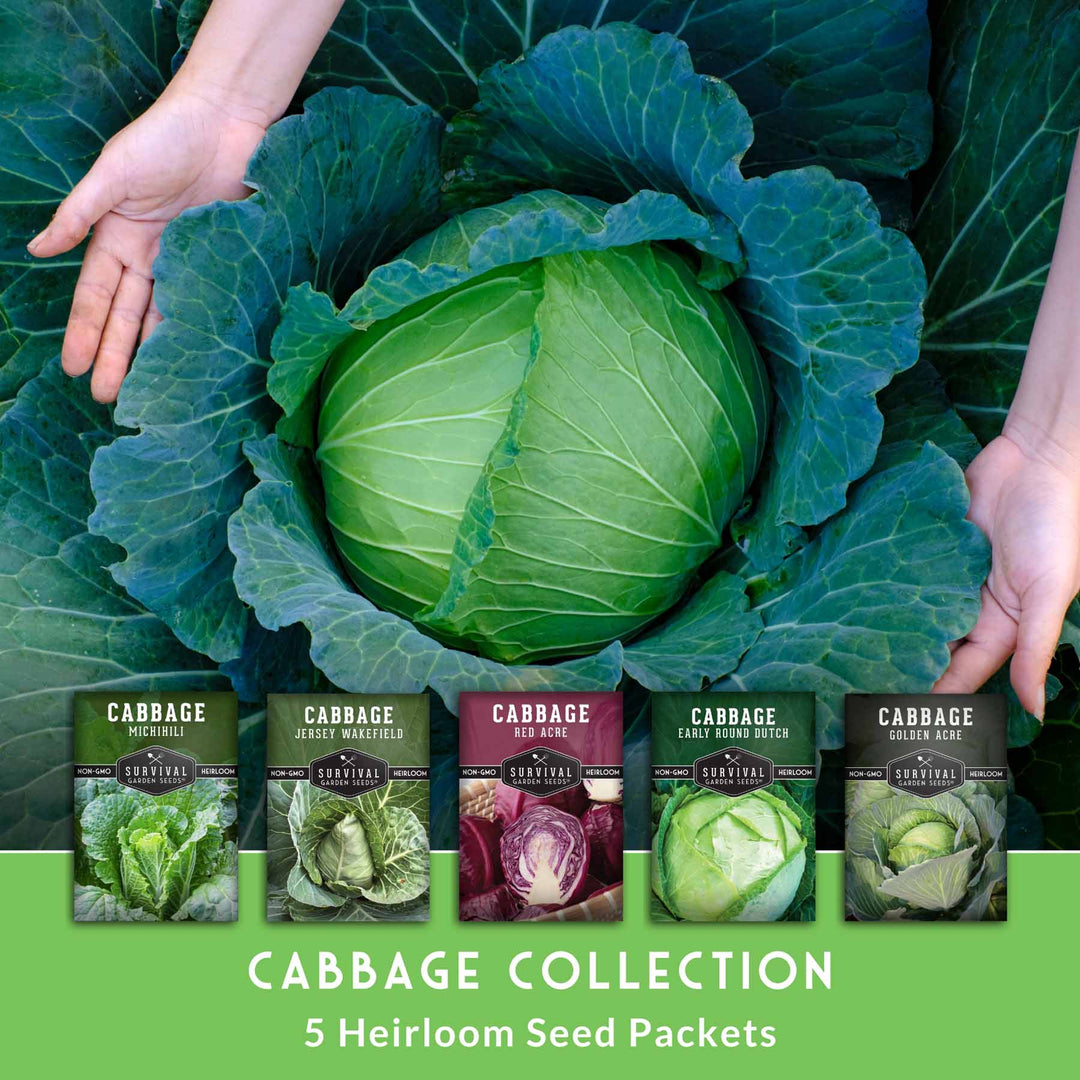 5-Variety Heirloom Cabbage Seed Collection – Non-GMO Green, Red &amp; Napa Cabbages for Spring and Fall Gardens