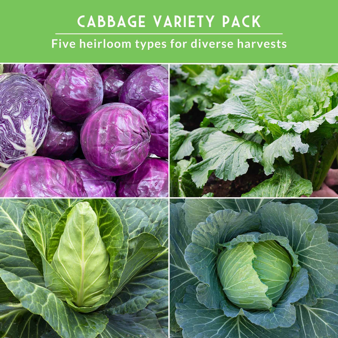5-Variety Heirloom Cabbage Seed Collection – Non-GMO Green, Red &amp; Napa Cabbages for Spring and Fall Gardens