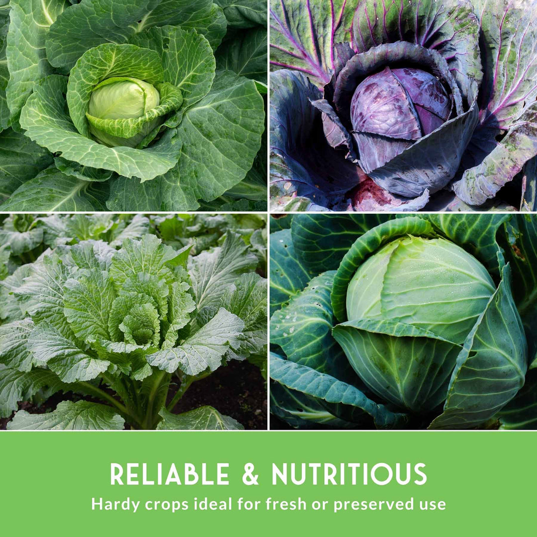 5-Variety Heirloom Cabbage Seed Collection – Non-GMO Green, Red &amp; Napa Cabbages for Spring and Fall Gardens
