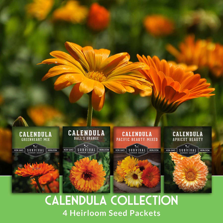 Calendula Seed Collection – Pacific Beauty, Apricot Beauty, Balls Orange &amp; Greenheart for Colorful, Herbal Blooms
