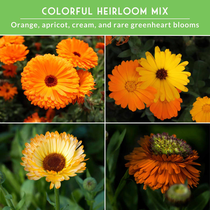 Calendula Seed Collection – Pacific Beauty, Apricot Beauty, Balls Orange &amp; Greenheart for Colorful, Herbal Blooms