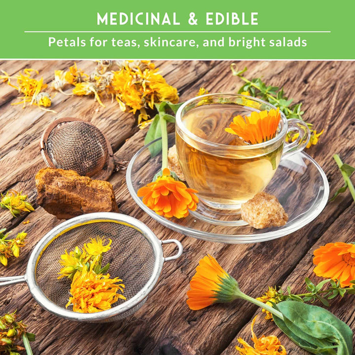 Calendula Seed Collection – Pacific Beauty, Apricot Beauty, Balls Orange &amp; Greenheart for Colorful, Herbal Blooms