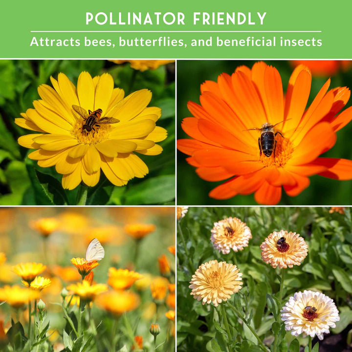 Calendula Seed Collection – Pacific Beauty, Apricot Beauty, Balls Orange &amp; Greenheart for Colorful, Herbal Blooms