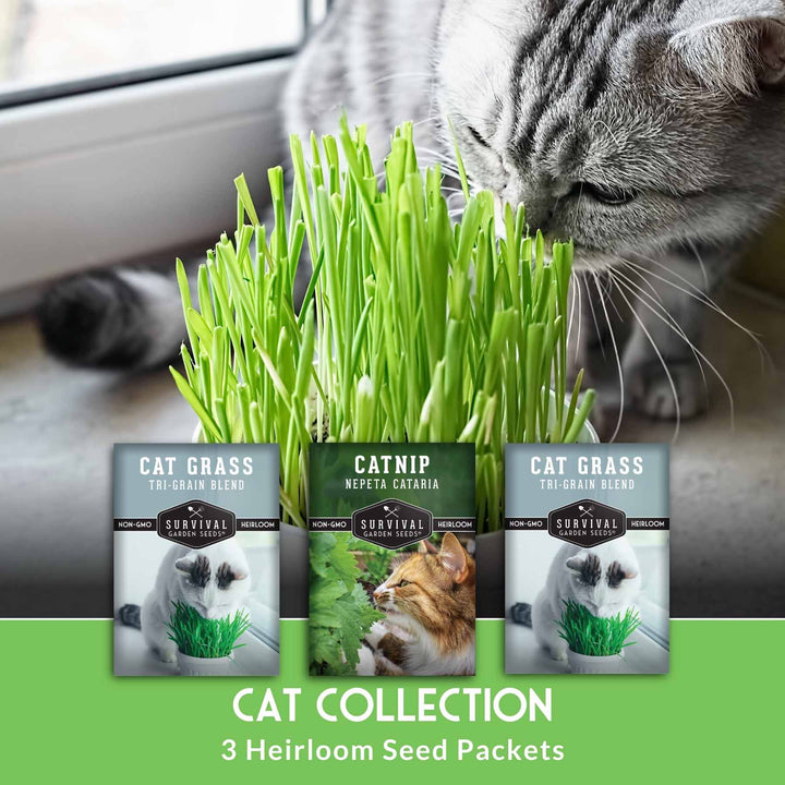 Cat Grass &amp; Catnip Seed Collection – Fun, Healthy Greens &amp; Enrichment Herbs for Indoor Cats