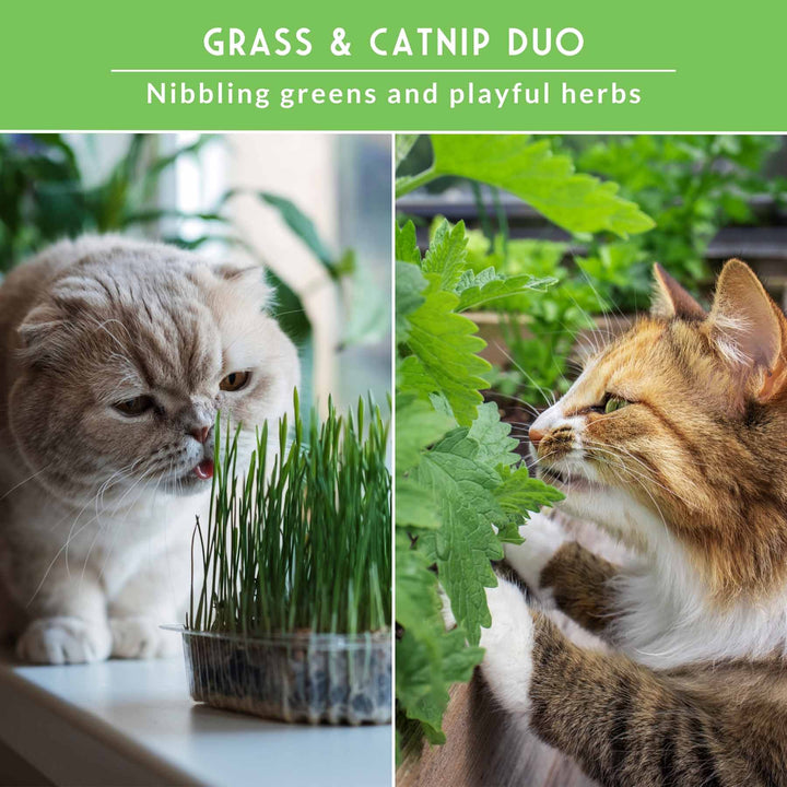 Cat Grass &amp; Catnip Seed Collection – Fun, Healthy Greens &amp; Enrichment Herbs for Indoor Cats