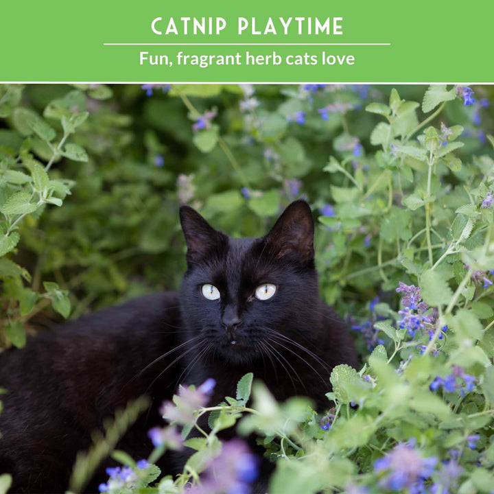 Cat Grass &amp; Catnip Seed Collection – Fun, Healthy Greens &amp; Enrichment Herbs for Indoor Cats