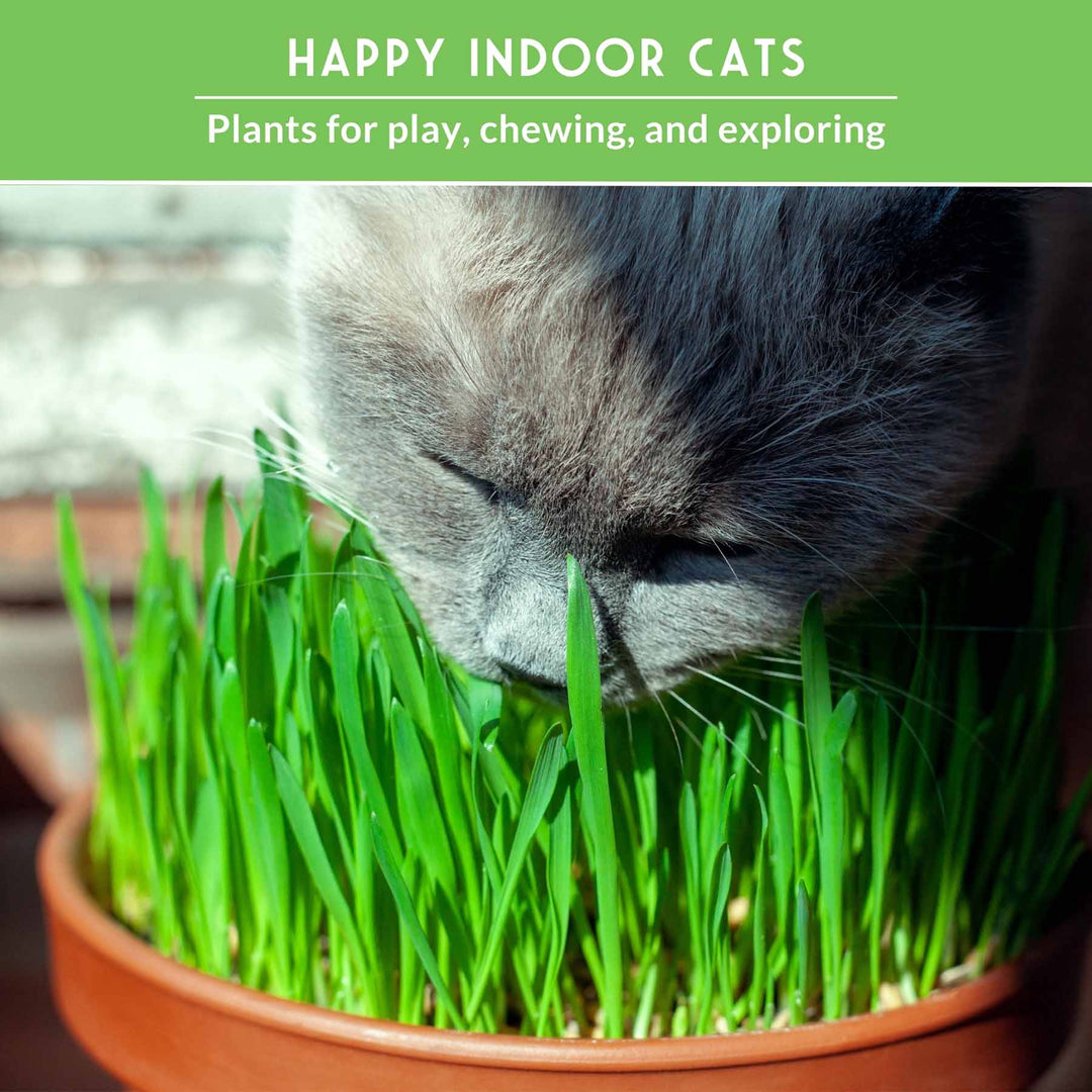 Cat Grass &amp; Catnip Seed Collection – Fun, Healthy Greens &amp; Enrichment Herbs for Indoor Cats