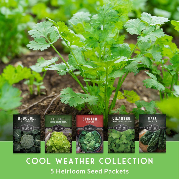 Cool Weather Garden Seeds Collection – 5 Heirloom Non-GMO Vegetables for Fall &amp; Spring Planting | Cold-Hardy Greens &amp; Herbs