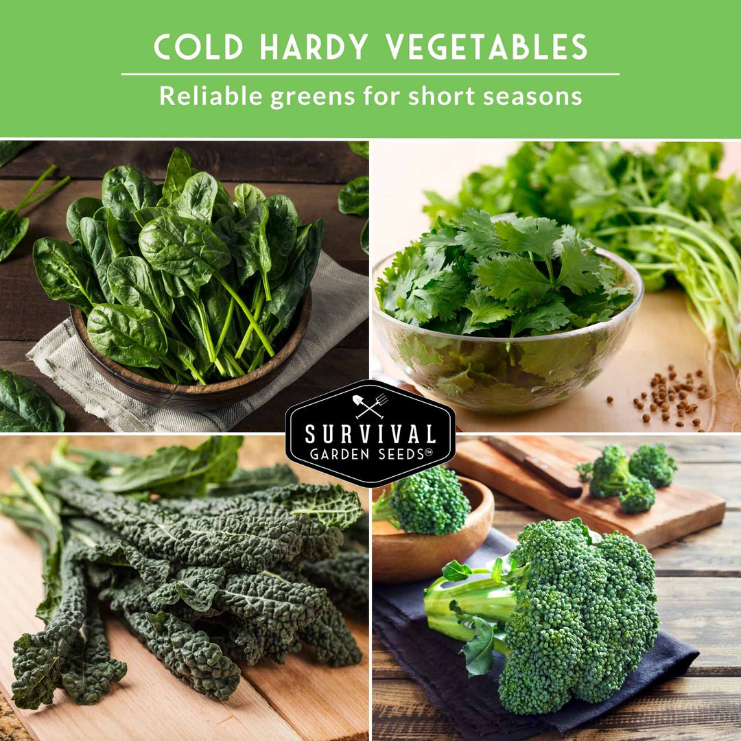 Cool Weather Garden Seeds Collection – 5 Heirloom Non-GMO Vegetables for Fall &amp; Spring Planting | Cold-Hardy Greens &amp; Herbs