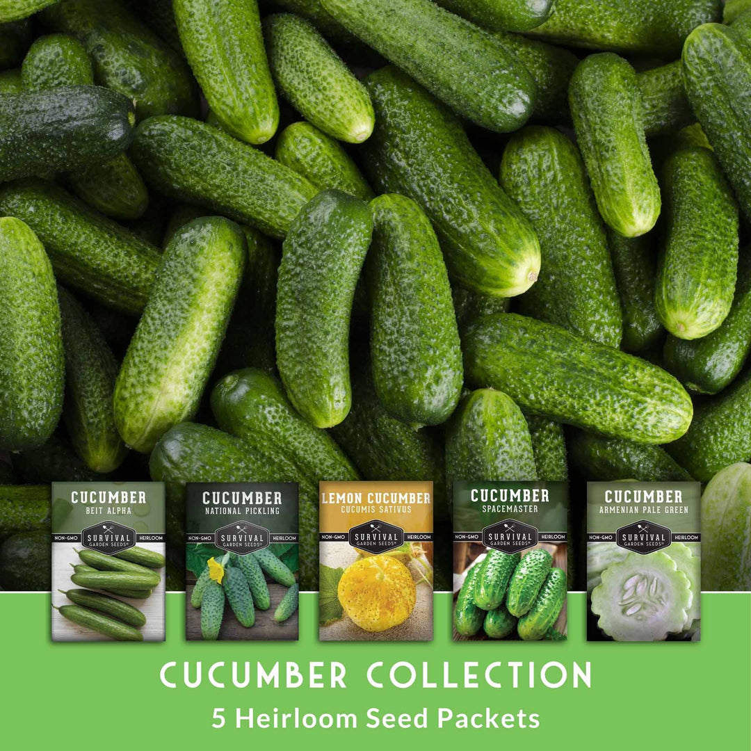 Cucumber Seed Collection – Armenian, Beit Alpha, Lemon, National Pickling &amp; Spacemaster Varieties