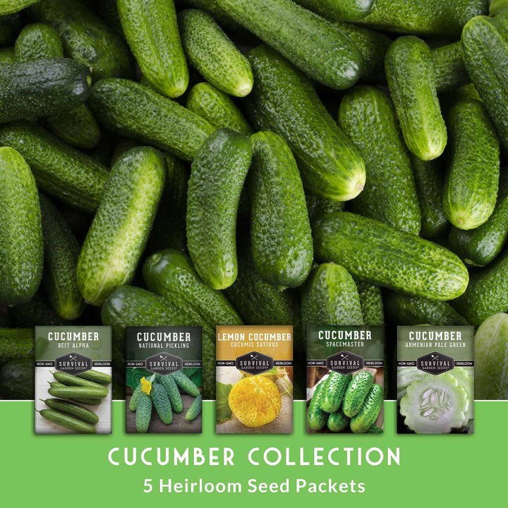 Cucumber Seed Collection – Armenian, Beit Alpha, Lemon, National Pickling &amp; Spacemaster Varieties