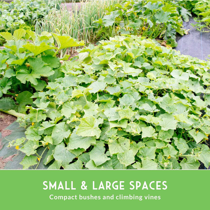 Cucumber Seed Collection – Armenian, Beit Alpha, Lemon, National Pickling &amp; Spacemaster Varieties