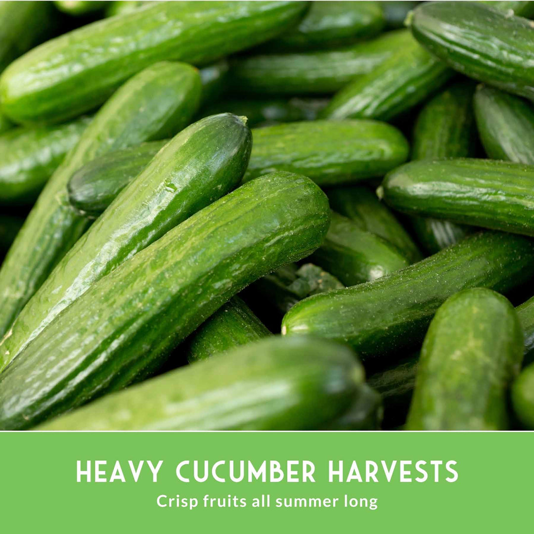 Cucumber Seed Collection – Armenian, Beit Alpha, Lemon, National Pickling &amp; Spacemaster Varieties